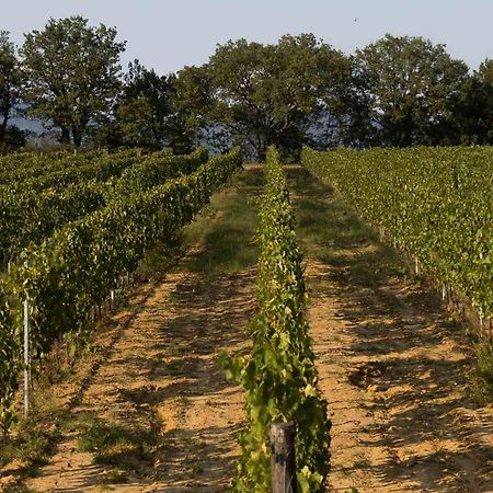 Agriturismo Le Baccane Βίντσι Εξωτερικό φωτογραφία