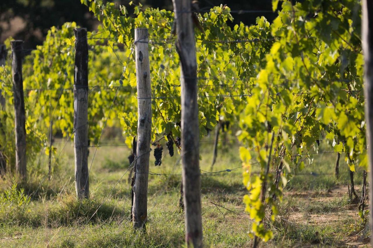 Agriturismo Le Baccane Βίντσι Εξωτερικό φωτογραφία