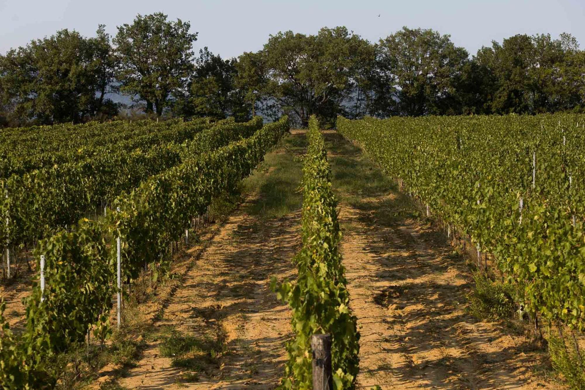 Agriturismo Le Baccane Βίντσι Εξωτερικό φωτογραφία