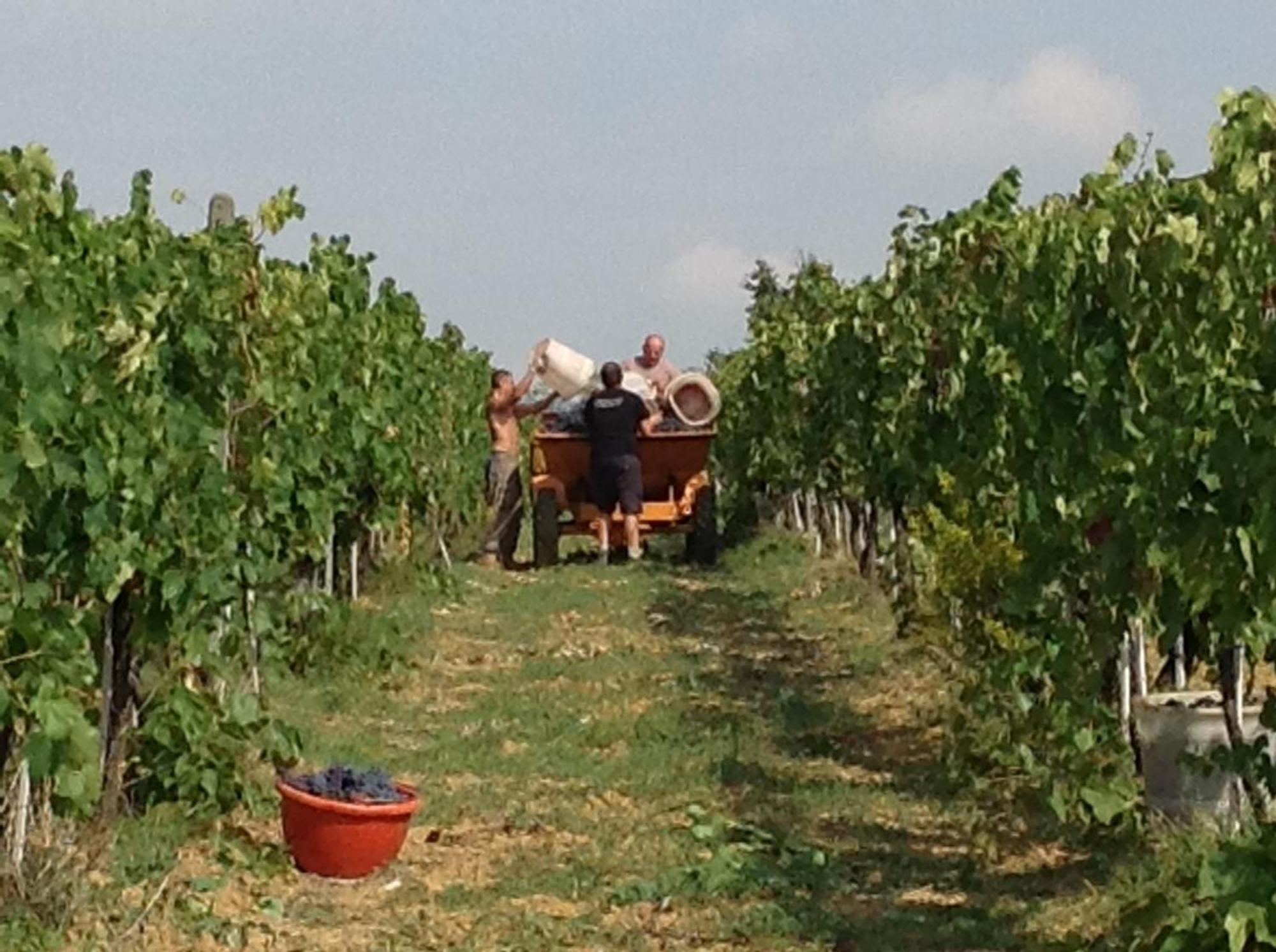 Agriturismo Le Baccane Βίντσι Εξωτερικό φωτογραφία