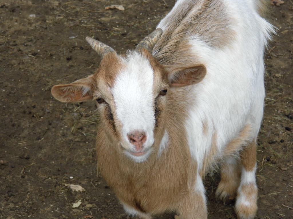 Agriturismo Le Baccane Βίντσι Εξωτερικό φωτογραφία