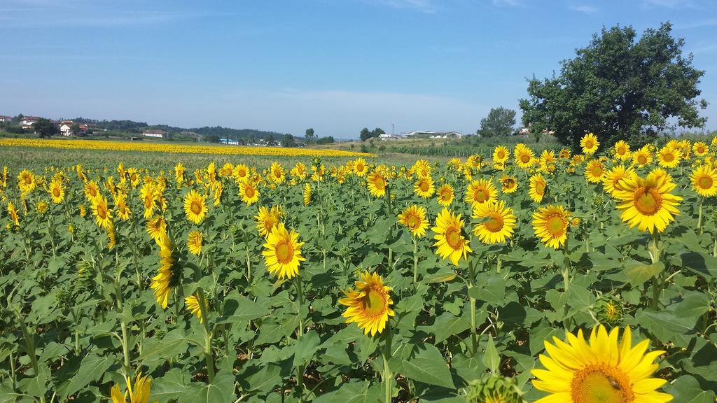 Agriturismo Le Baccane Βίντσι Εξωτερικό φωτογραφία